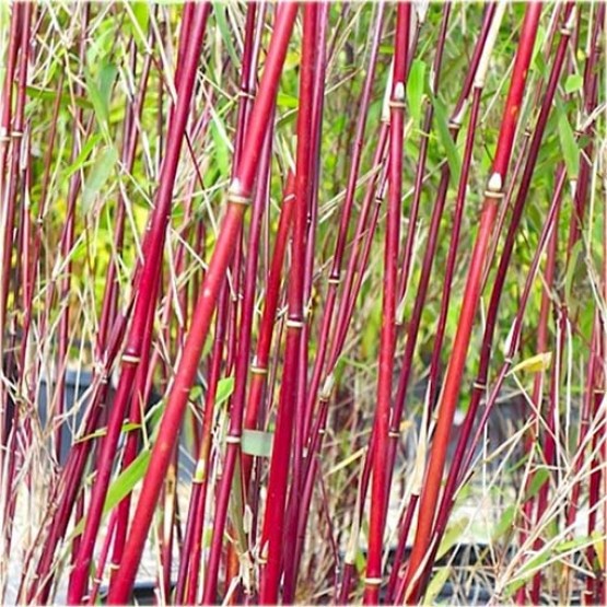 red bamboo